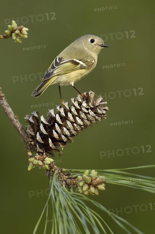Ruby-crowned Kinglet (Regulus calendula), Texas, USA