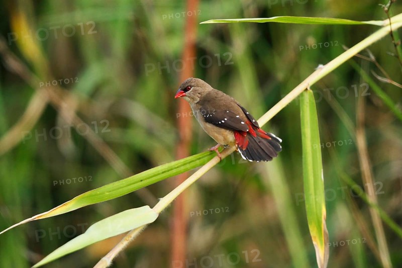 Red Avadavat, Amandava amandava, USA, Hawaii, Hawaii Island