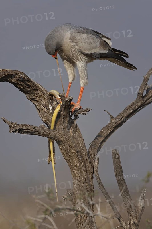 Pale Chanting Goshawk (Melierax canorus), Oshikoto, Namibia