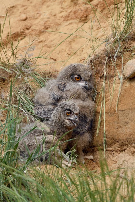 Eurasian Eagle-Owl (Bubo bubo) juvenile, North Rhine-Westphalia, Germany