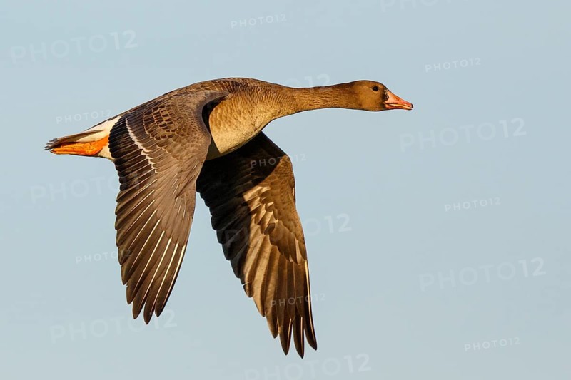 Greater White-fronted Goose (Anser albifrons) juvenile flying, North Rhine-Westphalia, Germany