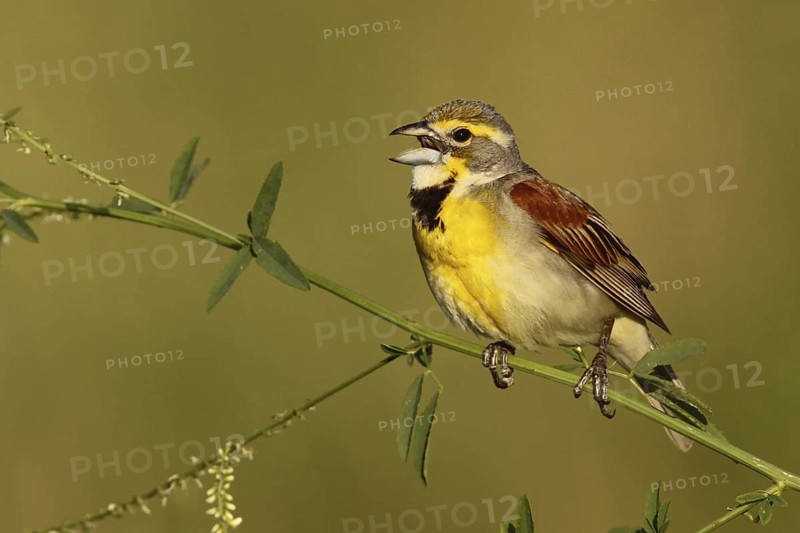Dickcissel (Spiza americana) singing, Ohio, USA