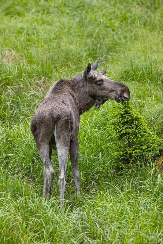One adult male moose or elk, Alces alces, grazing on a meadow with tall fresh green grass, eats away the fresh fir shoots