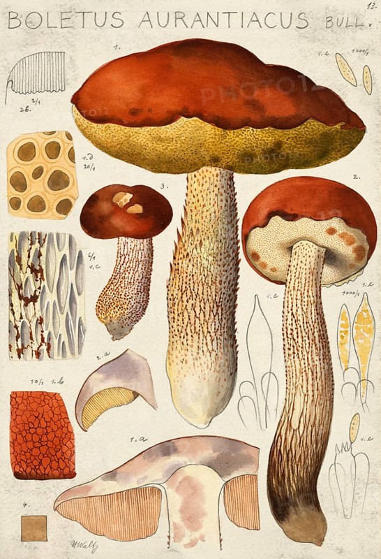 Mushroom, fungi, Boletus aurantiacus, syn. Leccinum leucopodium, Leccinum rufum or aspen red cap, authentic reproduction of an illustration by Hans Walty (1868-1948) from about 1915, historical