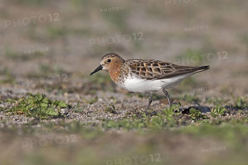 Red-necked Stint (Calidris ruficollis) foraging, Dornod Province, Mongolia