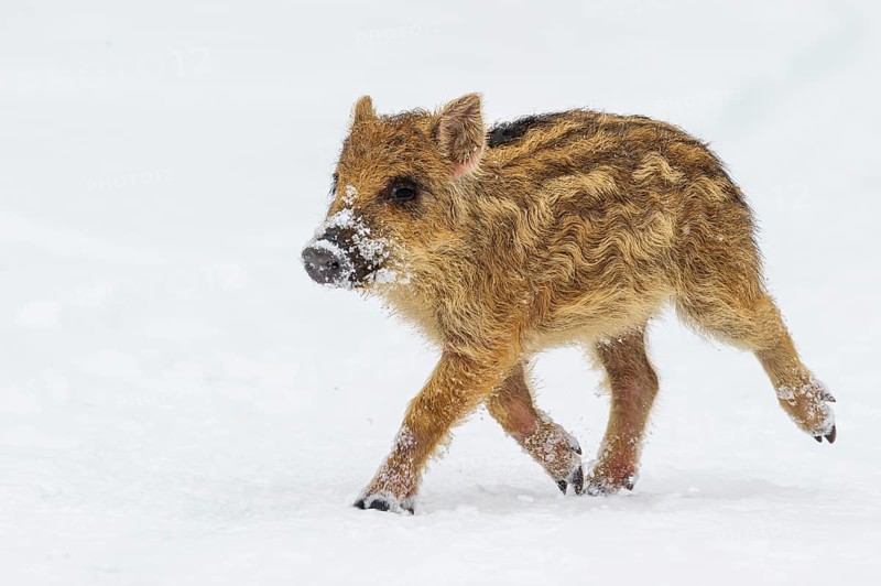 Wild boar (Sus scrofa) in the snow, fresh boar, Melle, Lower Saxony, Germany