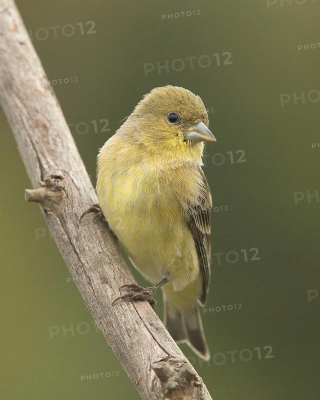 Female House Finch (Haemorhous mexicanus) perched on a branch