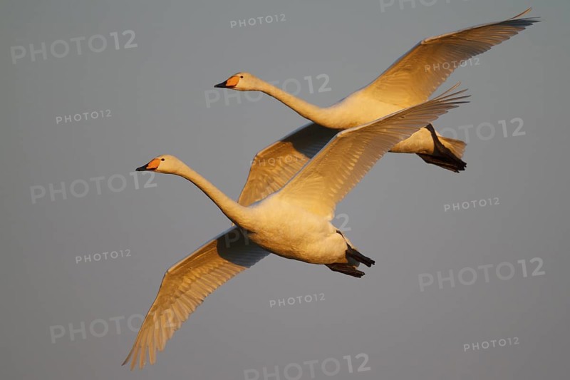 Whooper Swan (Cygnus cygnus) flying, North Rhine-Westphalia, Germany