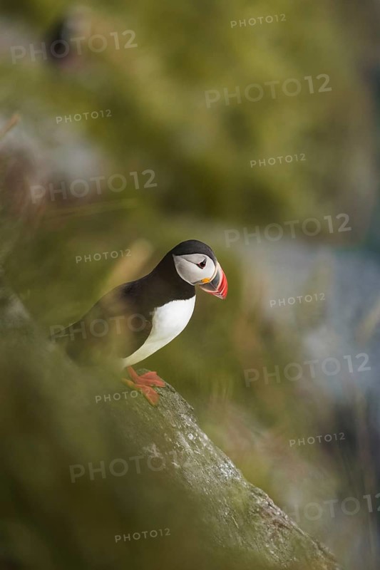 A striking puffin, Fratercula arctica, with vibrant beak colors stands on a mossy cliffside, amidst the serene beauty of Norway's wild landscapes Perfect for nature and wildlife themes