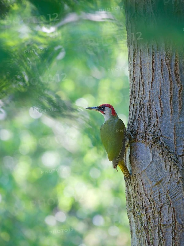 Green woodpecker on tree trunk