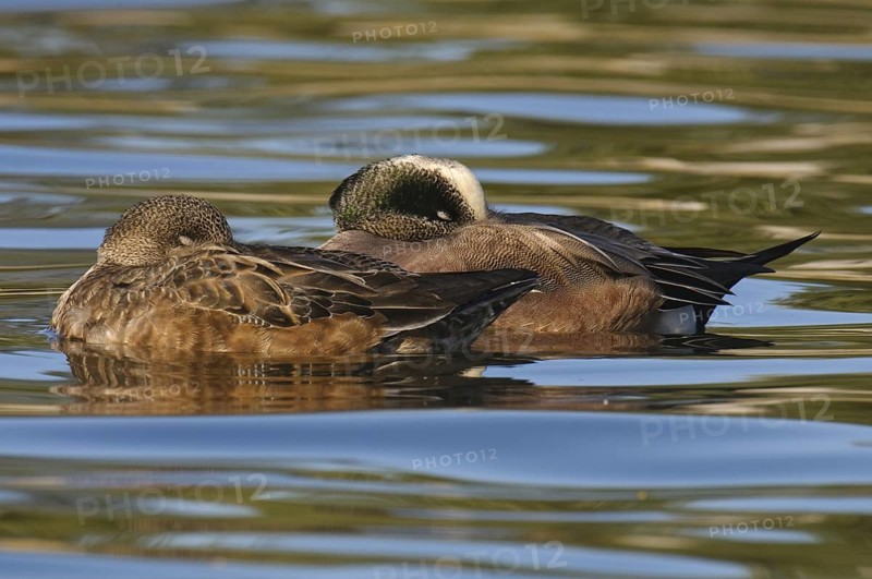 American Wigeon (Mareca americana), Arizona, USA