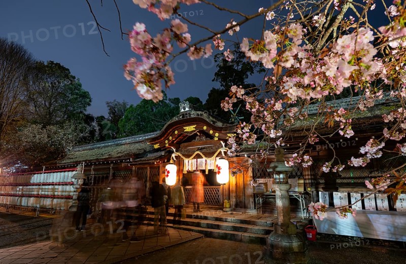 Illuminated Hirano shrine with cherry blossoms at night, blue hour, Hanami, Kyoto, Japan