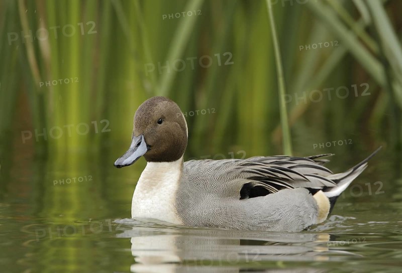 Northern Pintail (Anas acuta) male, Arizona, USA