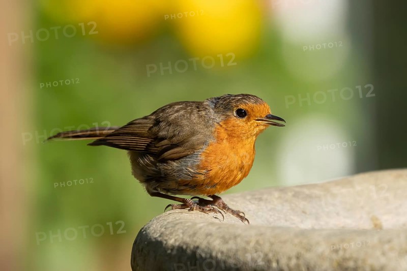 European robin (Erithacus rubecula) adult garden bird on a bird bath, Suffolk, England, United Kingdom