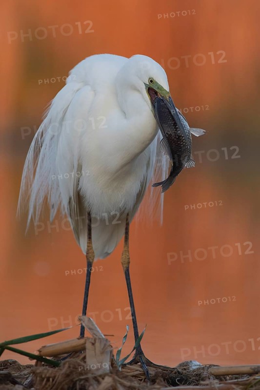 Great Egret (Ardea alba) with fish prey in beak, Subotica, Serbia