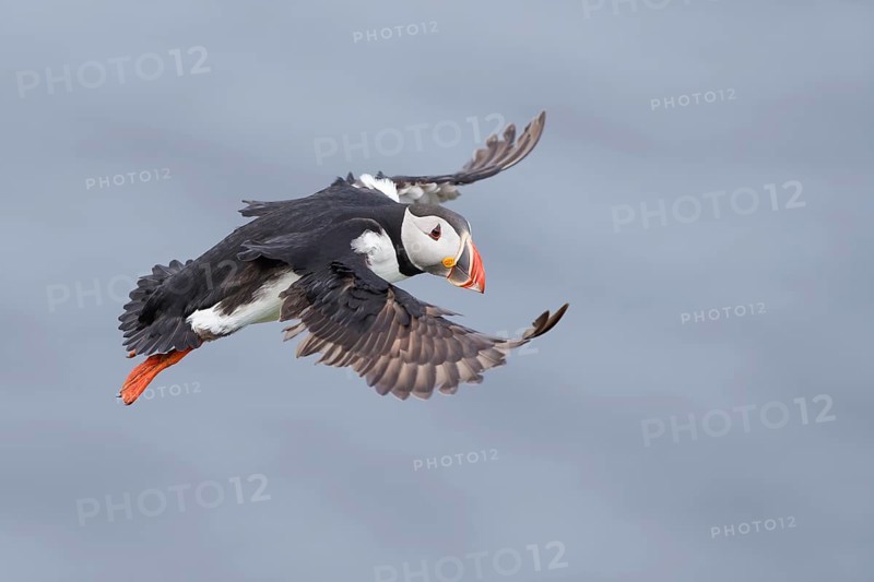 Atlantic Puffin (Fratercula arctica) flying, Iceland