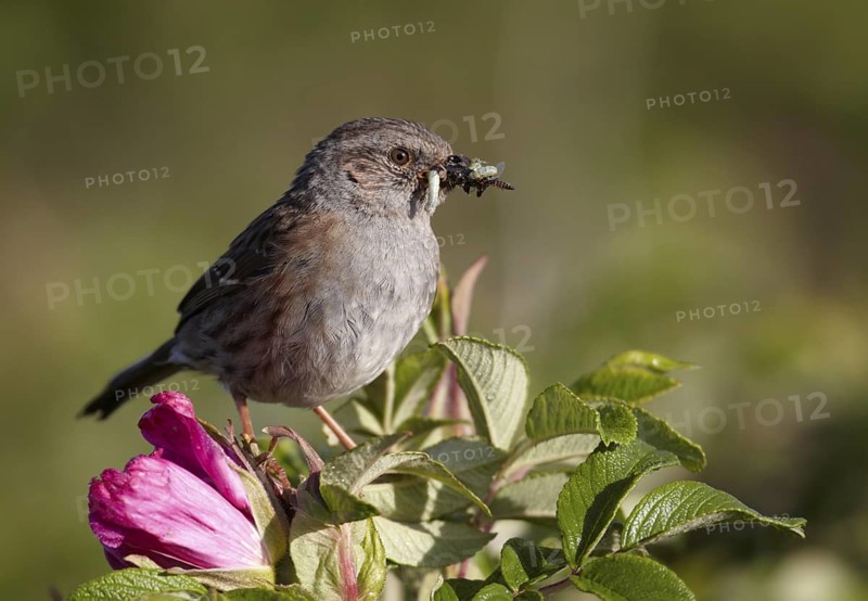 Dunnock (Prunella modularis), Schleswig-Holstein, Germany