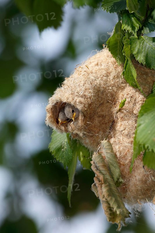 Eurasian Penduline Tit (Remiz pendulinus) juveniles in nest, Saxony-Anhalt, Germany
