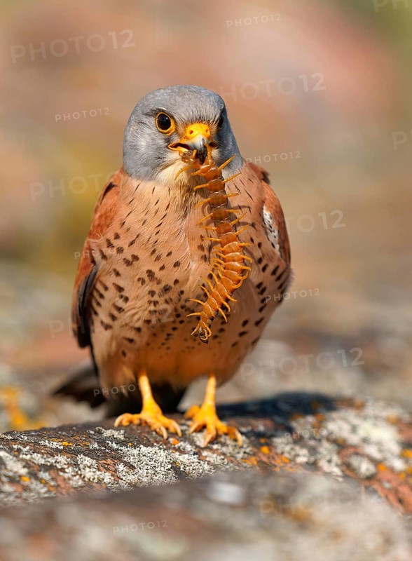 Male lesser kestrel (Falco naumanni) with captured scolopender (giant runner), Extremadura, Spain