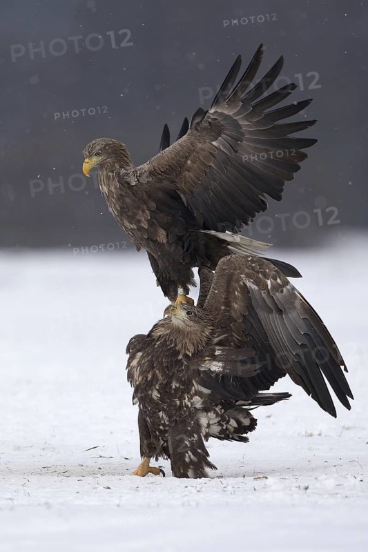 White-tailed Eagle (Haliaeetus albicilla), Poland