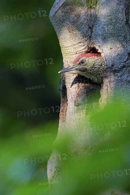 Grünspecht, Green Woodpecker, Eurasian Green Woodpecker, Picus viridis, Pic vert, Pito Real