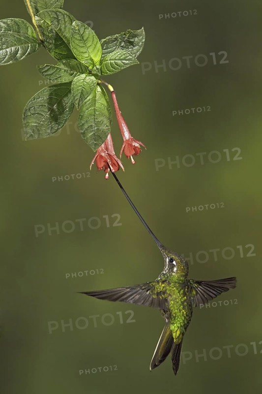 Sword-billed Hummingbird (Ensifera ensifera), Ecuador