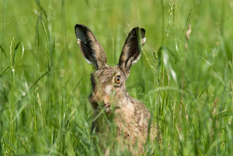 European brown hare (Lepus europaeus) sitting securely in the grass of a meadow, North Rhine-Westphalia, Germany