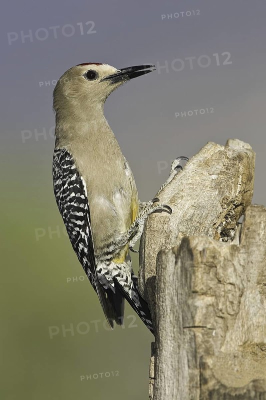 Gila Woodpecker (Melanerpes uropygialis), Arizona, USA
