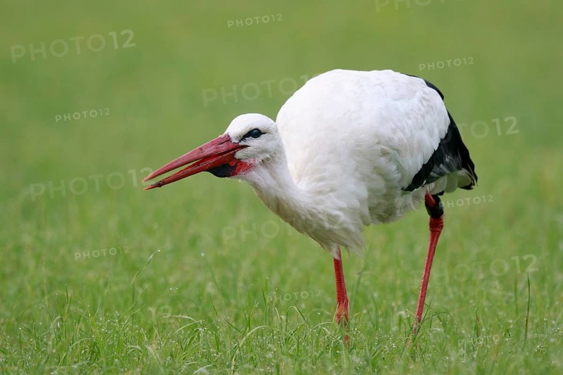 White Stork (Ciconia ciconia) foraging, North Rhine-Westphalia, Germany