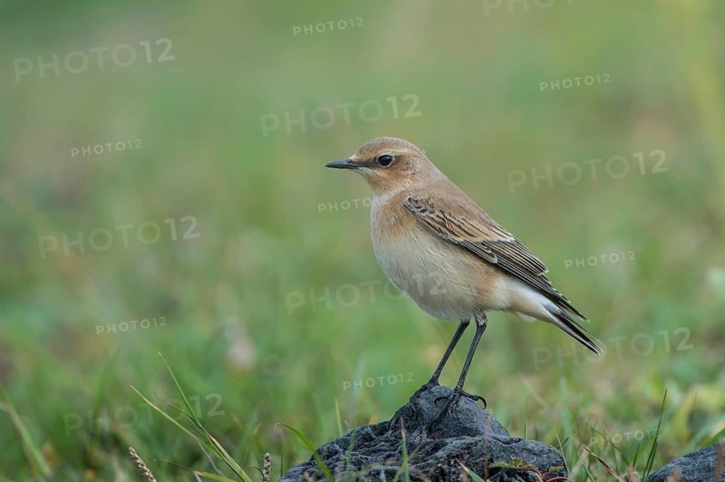 Northern Wheatear (Oenanthe oenanthe), Schleswig-Holstein, Germany