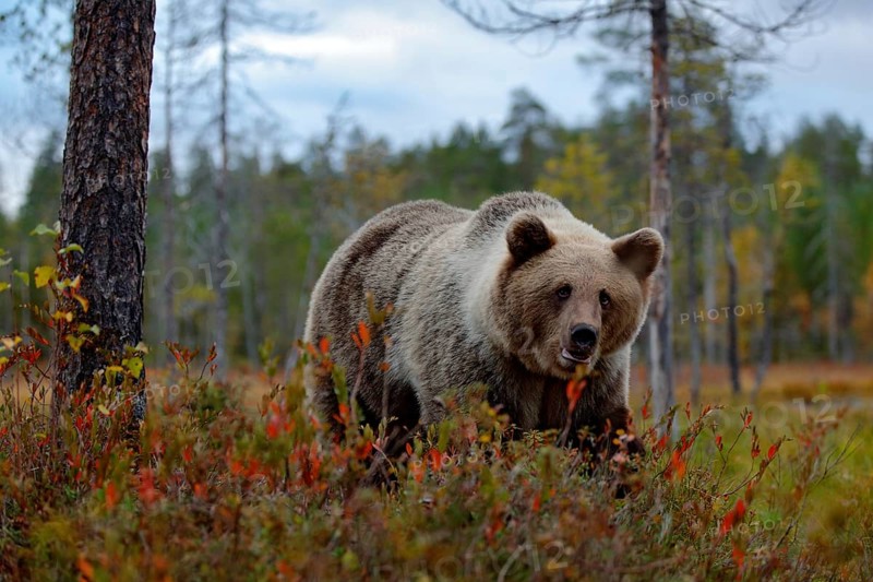 Detail face portrait of brown bear. Beautiful big brown bear walking around lake with autumn colours. Dangerous animal in nature forest and meadow habitat. Wildlife scene from Finland near Russia