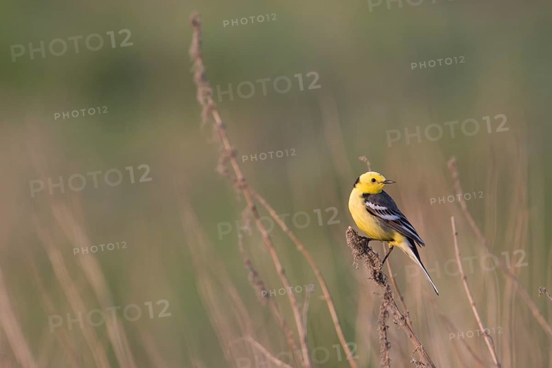 Citrine Wagtail - Zitronenstelze - Motacilla citreola ssp. citreola, Russia