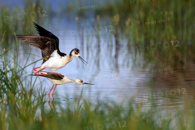 Stilt, (Himantopus himantopus), animals, birds, avocet family, biotope, habitat, pair, mating, copula, Lesvos, Greece