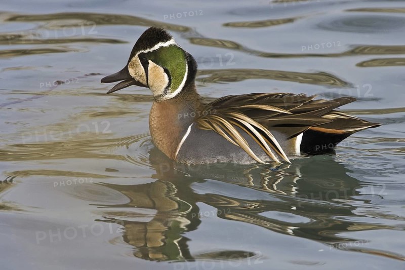 Baikal Teal (Sibirionetta formosa) male, Illinois, USA