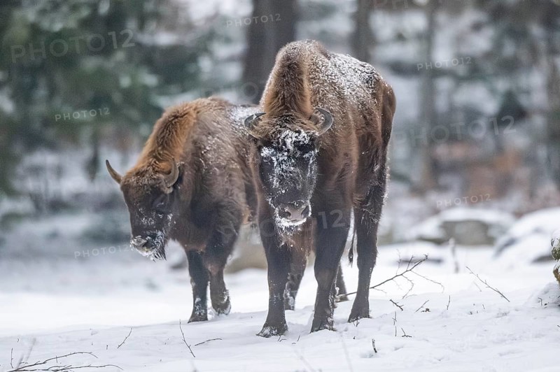European bison (Bison bonasus) or Wisent standing on a meadow next to the forest in winter, snow, Bavaria, Germany