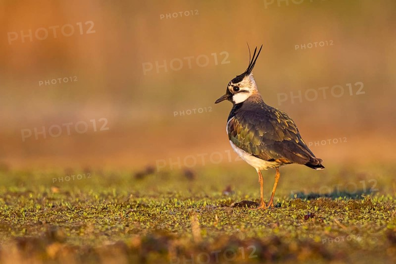 Northern Lapwing (Vanellus vanellus), North Rhine-Westphalia, Germany