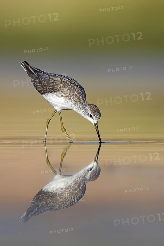 Pond sandpiper, (Tringa stagnatilis), animals, birds, limicoles, biotope, habitat, foraging, mudflats, waters, reflection, sideways, Middle East, snipe family, Raysut, Salalah, Sohar, Oman