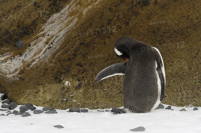Gentoo Penguin (Pygoscelis papua), Antarctica