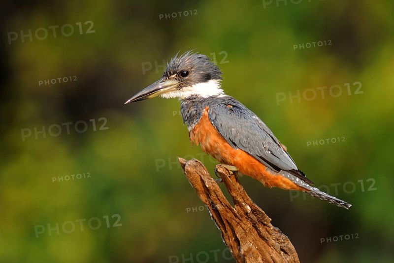 Ringed Kingfisher (Megaceryle torquata), Pantanal, Brazil