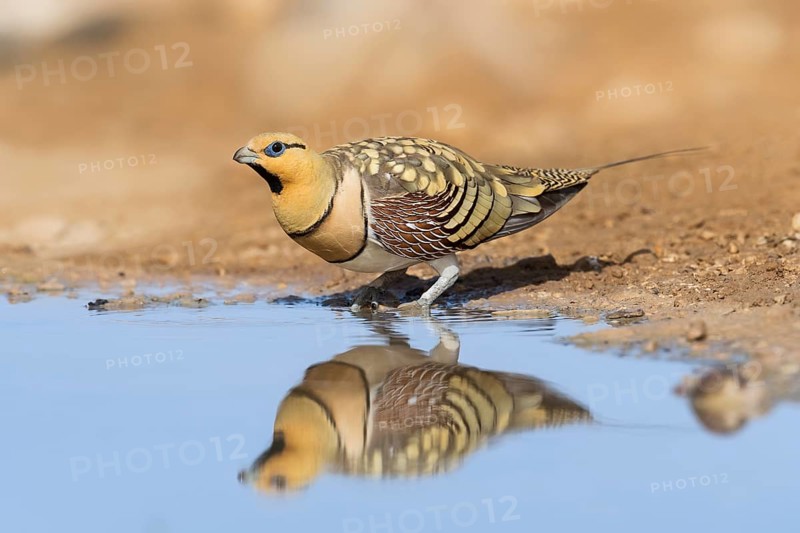 Pin-tailed Sandgrouse (Pterocles alchata) male at waterhole, Negev, Israel