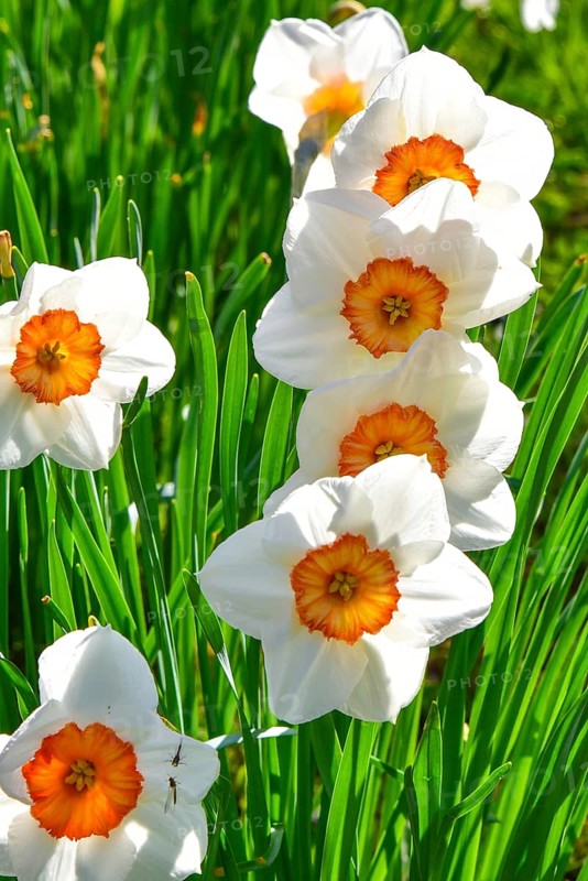 Flowering Narcissus tazetta (Narcissus tazetta) or Tazette, Bavaria, Germany