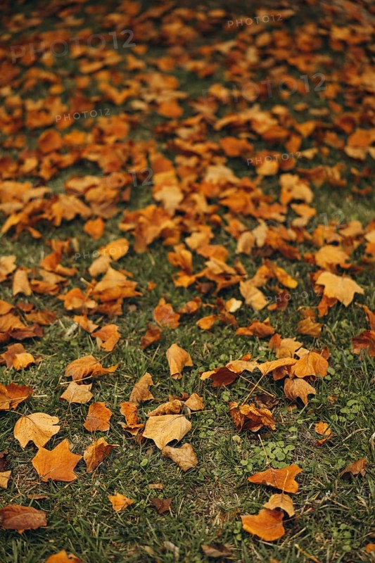 A close-up view of vibrant yellow maple leaves scattered across lush green grass, capturing the essence of autumn and its colorful foliage
