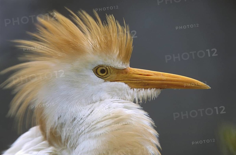 Western Cattle Egret (Bubulcus ibis), Florida, USA