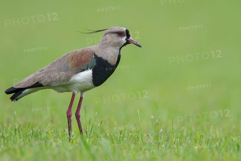Southern Lapwing (Vanellus chilensis) on the ground in the Atlantic rainforest of southeast Brazil