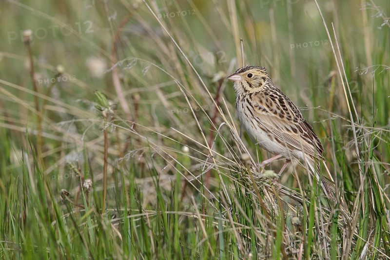 Baird's Sparrow (Ammodramus bairdii) perched on a branch in Alberta, Canada