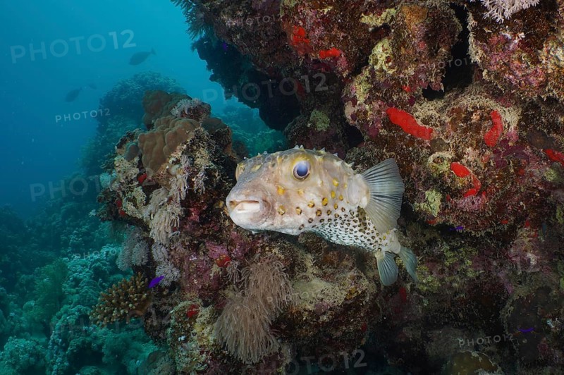 Yellow-spotted hogfish (Cyclichthys spilostylus)