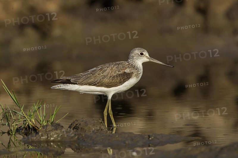 Common Greenshank (Tringa nebularia) foraging, Gambia