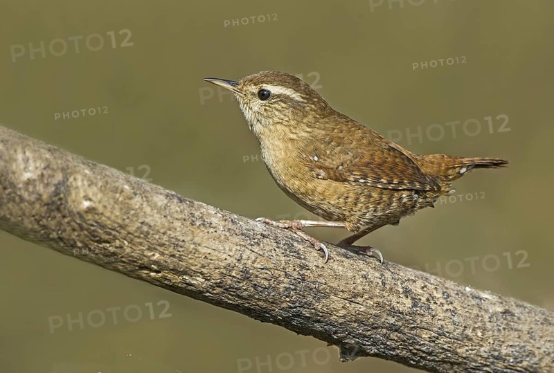 Eurasian Wren (Troglodytes troglodytes) perched on a branch, Aosta Valley, Italy