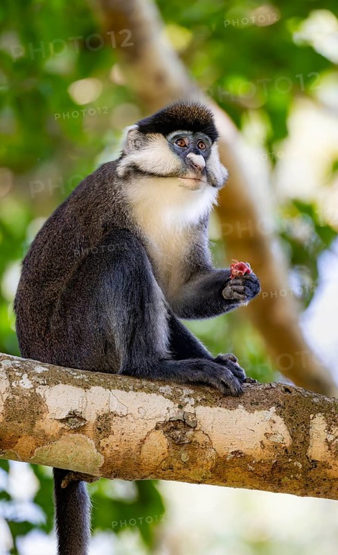 Red-tailed guenon or Congo white-nosed guenon (Cercopithecus ascanius schmidti), sitting on a tree, eating a fruit, Bigodi, Western Region, Uganda