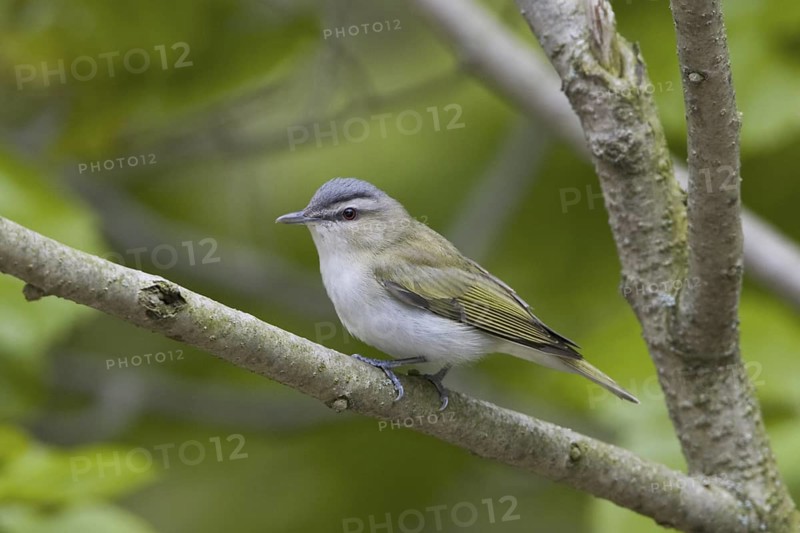 Red-eyed Vireo (Vireo olivaceus), Ontario, Canada